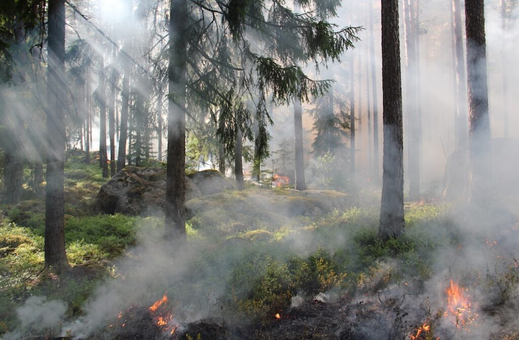 Kalesnikoff Mass Timber wildfire mitigation forest image