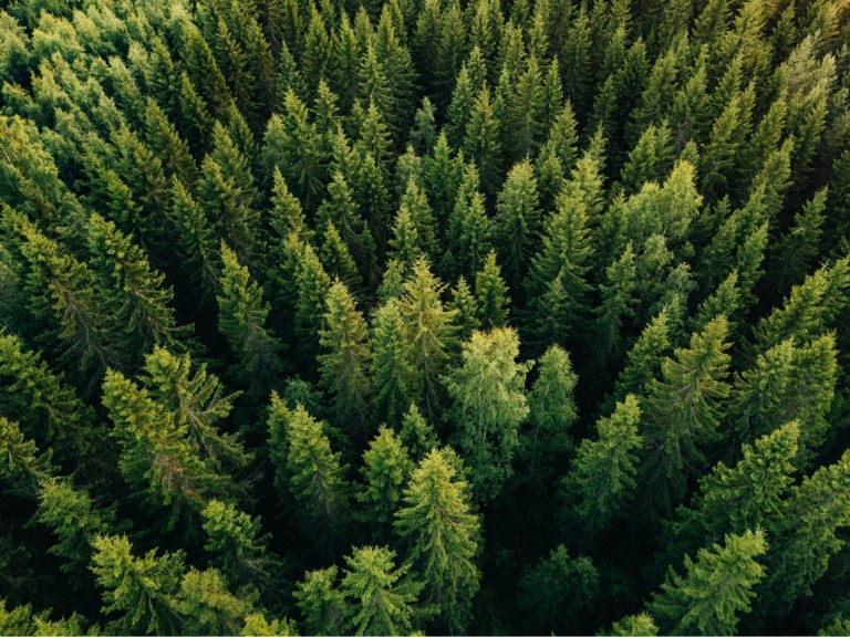 overhead view of lush forest typically used for mass timber products